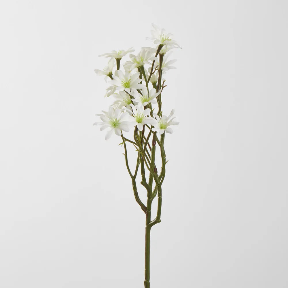 White Sea Aster Stem (57cm)