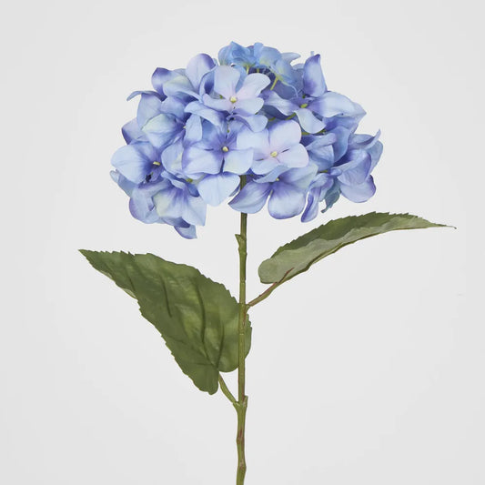 Blue Domed Hydrangea (69cm)