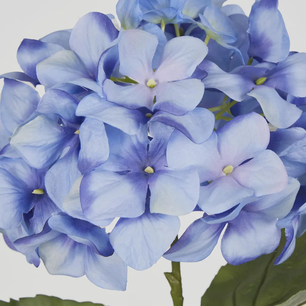Blue Domed Hydrangea (69cm)