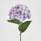 Lilac Domed Hydrangea (69cm)