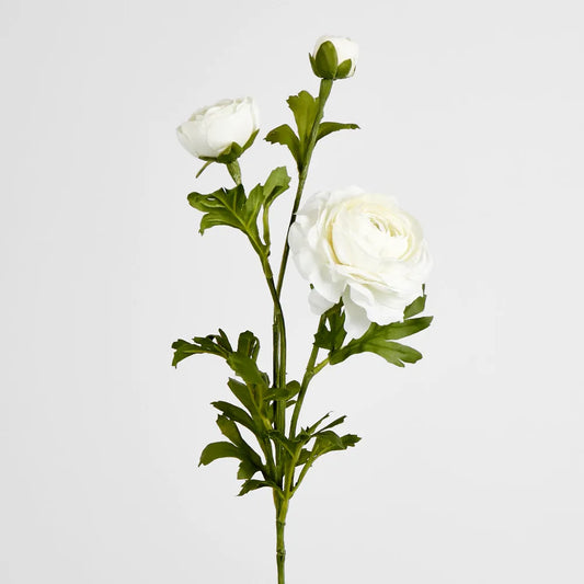 White Ranunculus Stem (72cm)