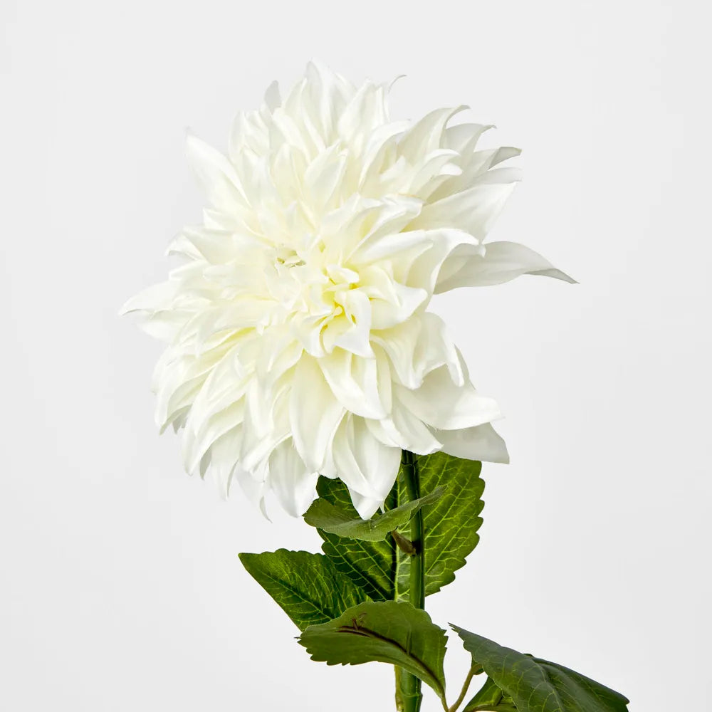 White Dahlia Stem (70cm)