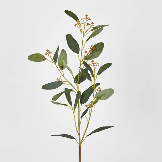 Seeding Eucalyptus Stem (65cm)