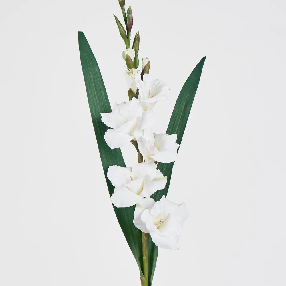 White Gladious Stem (84cm)