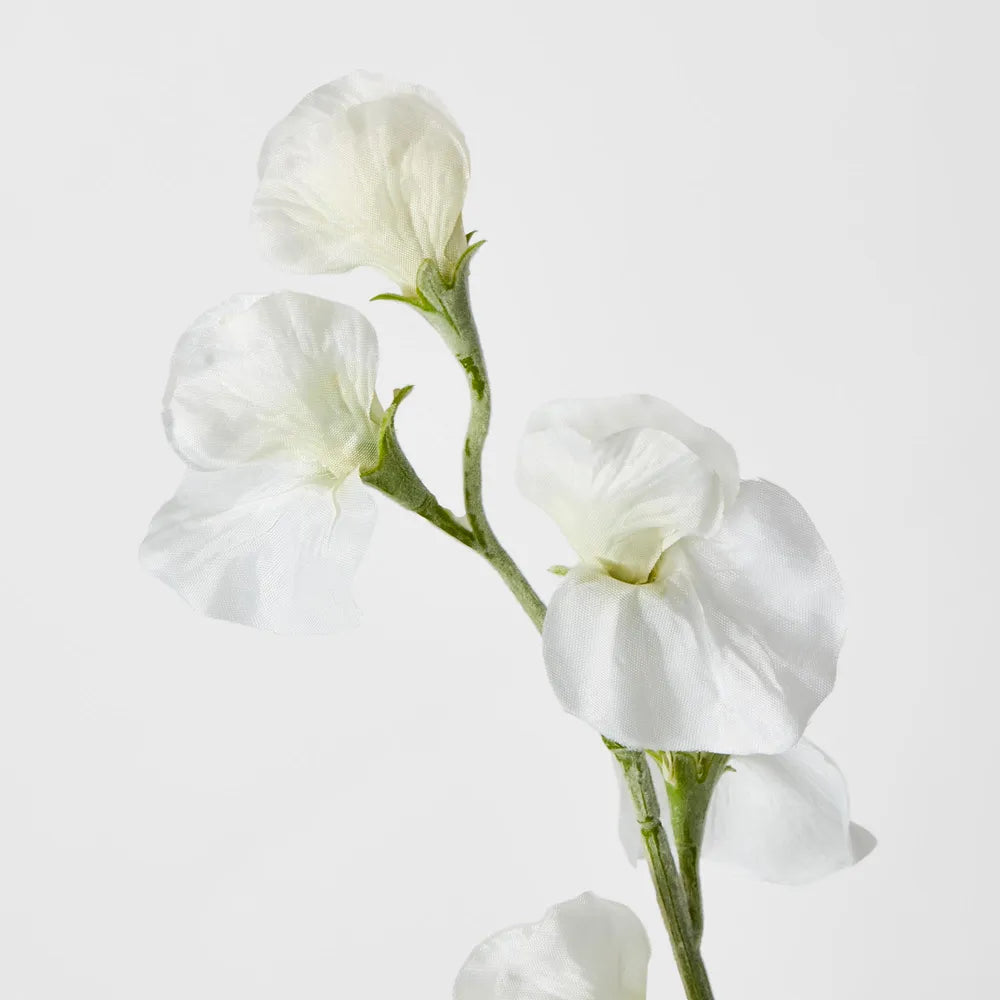 White Sweet Pea Stem (43cm)