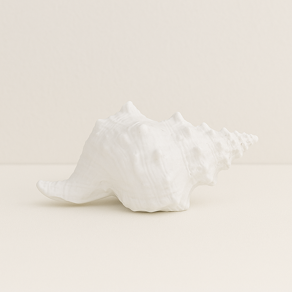 Faux Whelk Shell