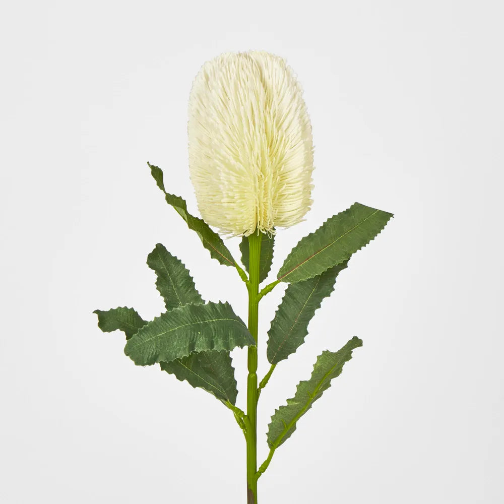 Cream Banksia Stem (64cm)
