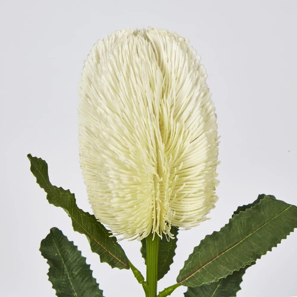 Cream Banksia Stem (64cm)