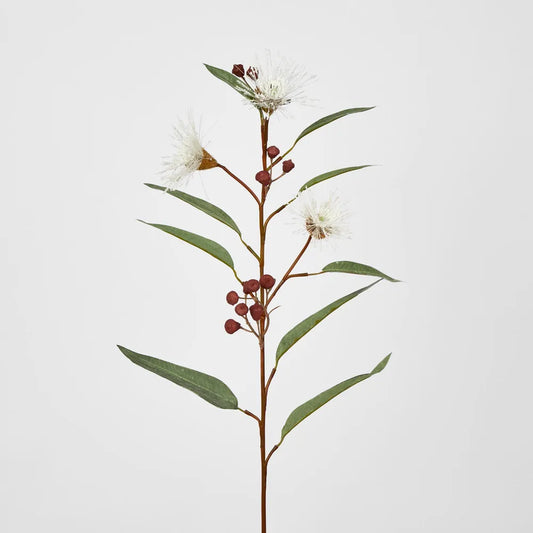 White Gum Stem (70cm)