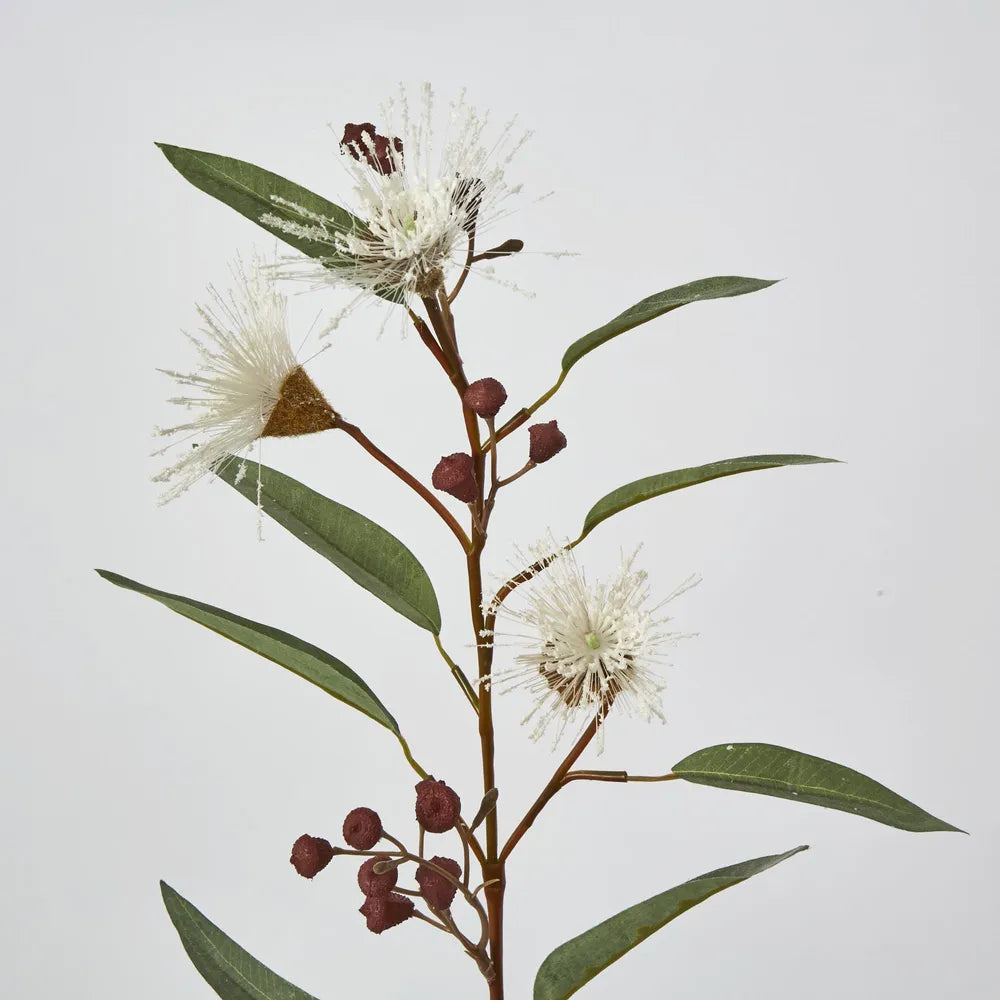 White Gum Stem (70cm)