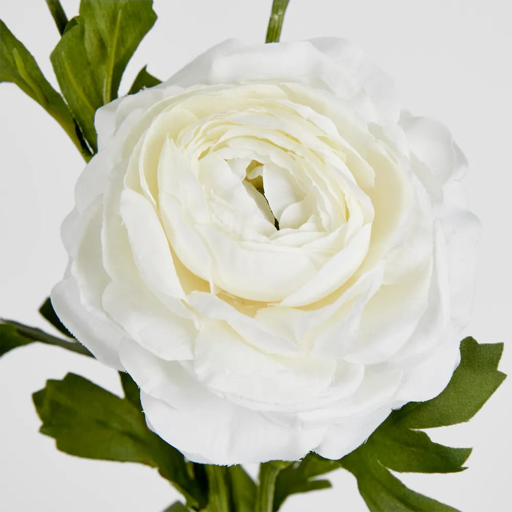 White Ranunculus Stem (72cm)