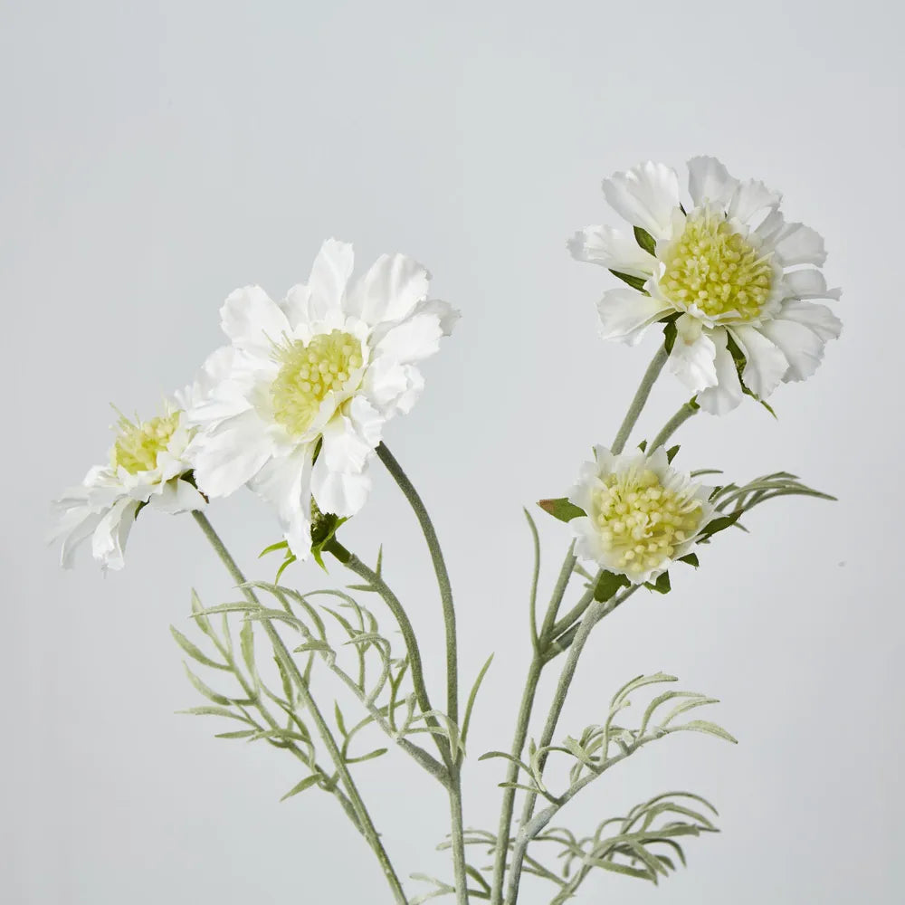 White Scabiosa Spray (62cm)