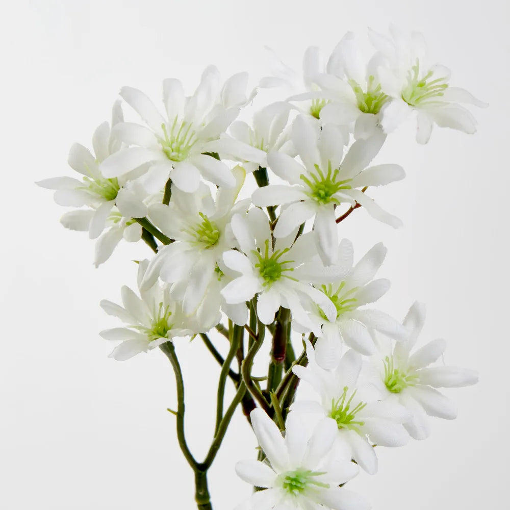 White Sea Aster Stem (57cm)